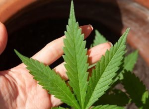 Anvisa-discute-nesta-quarta-regras-para-a-producao-de-cannabis.jpg