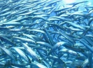 Aquecimento-dos-oceanos-pode-reduzir-populacao-de-peixes-em-ate.jpeg