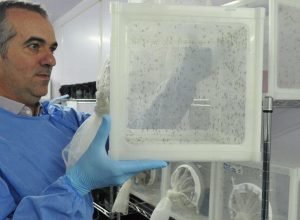 Brasileiro-criador-do-Aedes-que-bloqueia-dengue-e-eleito-pela.jpg