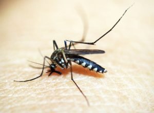 Brasileiros-publicam-maior-estudo-ja-feito-sobre-sequelas-do-zika.jpg