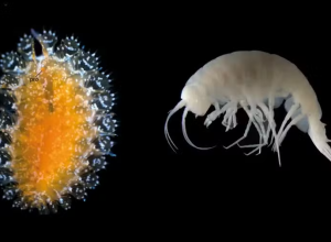 Cientistas-descobrem-14-especies-ineditas-nos-oceanos.png
