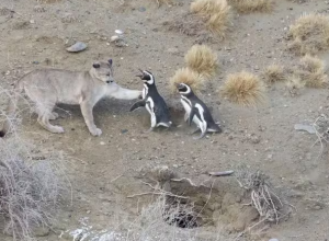 Com-o-retorno-de-oncas-pardas-pinguins-viram-alvo-inesperado.png