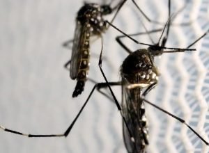 Dia-D-de-combate-ao-Aedes-aegypti-ocorre-neste-sabado.jpg