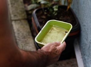 El-Nino-pode-aumentar-casos-de-chikungunya-e-dengue-no.jpg