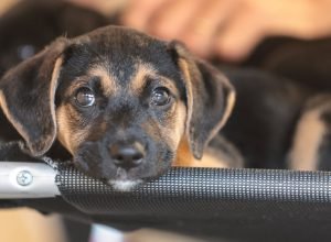 Governo-abre-consulta-publica-sobre-genericos-e-similares-veterinarios.jpg