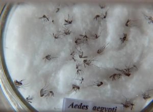 Pesquisa-do-Butantan-padroniza-nomenclatura-de-virus-da-dengue.jpg