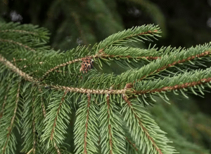 Plantas-que-fabricam-ouro-Cientistas-descobrem-pinheiros-com-metal-nas.png